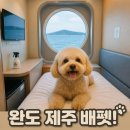 완도제주배펫 반려견동반 펫룸 탑승후기