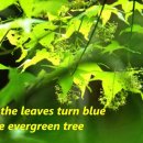 Cliff Richard - Evergreen Tree 이미지