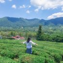 2024 전라도 천년의 춤 | 봄에 떠나는 하동 구례 뚜벅이 여행코스 2박 3일간의 기록 (교통편, 쌍계사, 매암제다원 총정리)