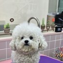 쌀롱 드 빼로 이미지