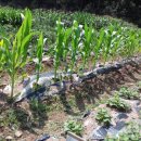 가온누리 농장 이미지