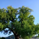 홍산객사 은행나무 | 부여 홍산객사 은행나무