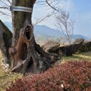 순천-36호 이미지