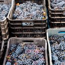 VINEYARD LAB 이미지