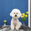 멍멍's 연구소 | 수원애견미용샵 멍멍S연구소에서 우리애기 미용하기 >_<!