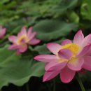 민들레뜨락