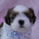 동글동글 이미지