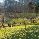 봄꽃 나들이 최고의 장소는 충청도... 3월 꼭 가볼만한 충청도 봄꽃 여행지 이미지