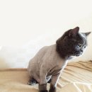 천이진이 이미지