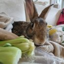 24시 애니동물병원 이미지