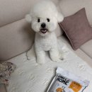 올라펫살롱 이미지