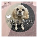 그레이닝 킨더가든 네이버블로그