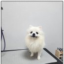 까망댕댕 이미지