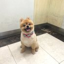 어서오시개 | 하남시청역 강아지 애견미용 ‘어서오시개’ 포메라니안 가위컷 후기