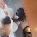 엘리스(Elis) 이미지