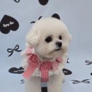 편안한댕 이미지