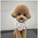 즐거운 애견미용 이미지