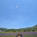 정원뜰 | 단양여행코스 l 인생샷 찍기 좋은 고운골 아평쉼뜰(버베나정원) 방문후기