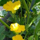 옹진해머금 이미지