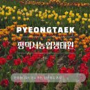 꽃밥상 | 평택 봄나들이 명소 추천, 평택시농업생태원 튤립 명소 방문꿀팁