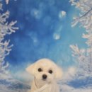 아보네 멍빌리지 이미지