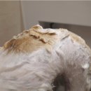 행복반점 이미지