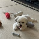 아이랑 동물병원 이미지