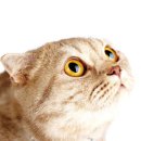 행복한고양이 이미지