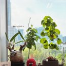 주식회사 서우 | 8.19 식집사일기_오정 프링글스팟과 빨간요정 Get, 뮤아즈 블랙맘마에 그락실리우스 심어주기