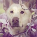 꽃보다 개 이미지