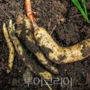 천마 투어코리아