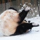 데굴데굴 이미지