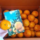 하영농장 | 겨울 제철과일 귤 맛집 : 귤아주망 내돈내산 후기 (선물용으로 딱)