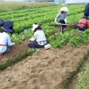 토러스농장 이미지