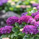 안성리-2 이미지