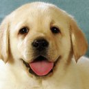 웃는강아지 이미지