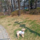 슈나우펫 이미지