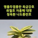 명품두엽풍란 옥금강호 취월호 자홍매 대명 청옥환 나도풍란호 #shorts 이미지