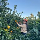 태수농장 | 서귀포] 자파리 감귤체험장 / 사진찍고 귤따먹기 좋은 아기자기한 감귤농장 (제주도 아이랑 가기 좋은 곳)