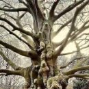 🌳매일 아침 보면 좋은 인생명언🌳 이미지