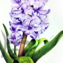 색연필로 쉽게 따라 그리는 꽃그림 이미지