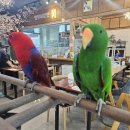 앵무세상 이미지