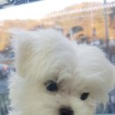 펫파크 동백점 이미지