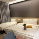 봄 펫살롱 | [강릉여행] 강릉 세인트존스호텔 펫 트윈룸 후기