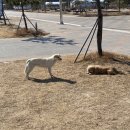 고성 명파해변 오토캠핑장 고성명파캠핑장 명파해수욕장