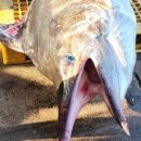 해수바다이야기 이미지