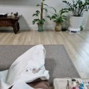 풀솜할머니 이미지