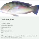 Possession Limit ( Tuskfish ) 이미지