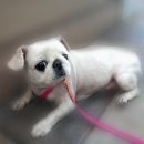 고병기동물병원 이미지