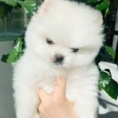 못된 강아지 이미지